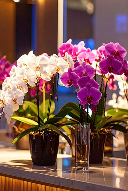 ラウンジのカウンターにおいてある胡蝶蘭